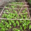 cocoa seedlings